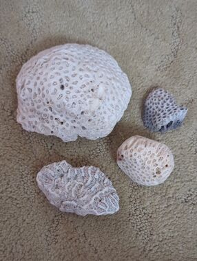 Natural White Coral Fragments - Set of 4